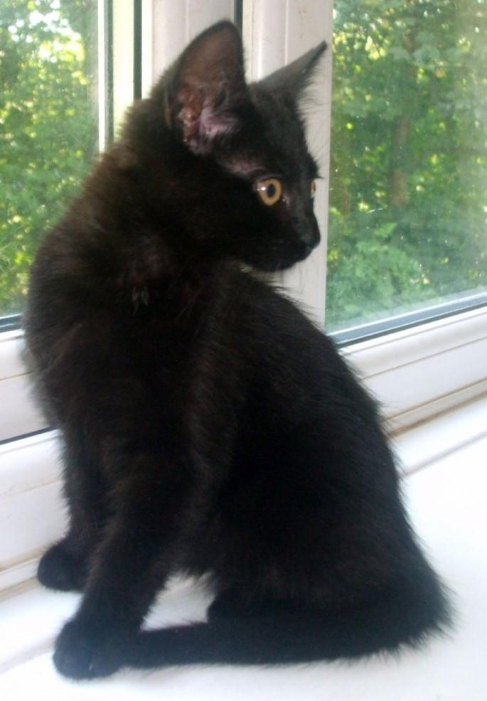 Black Tonkinese Cat Sitting Near Window