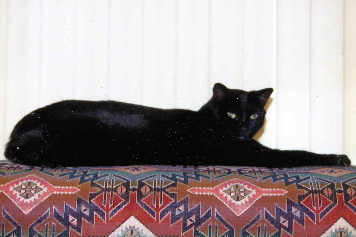 Black Tonkinese Cat Sitting On Bed