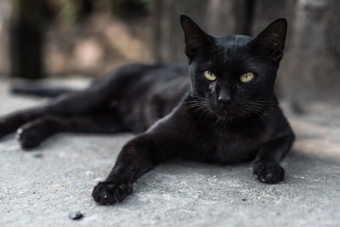 Black Tonkinese Cat Sitting On Floor