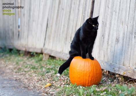 Black Tonkinese Cat Sitting On Pumpkin