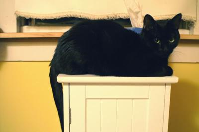 Black Tonkinese Cat Sitting On Table