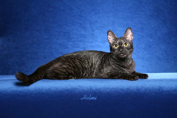Black Tonkinese Cat Sitting Photo