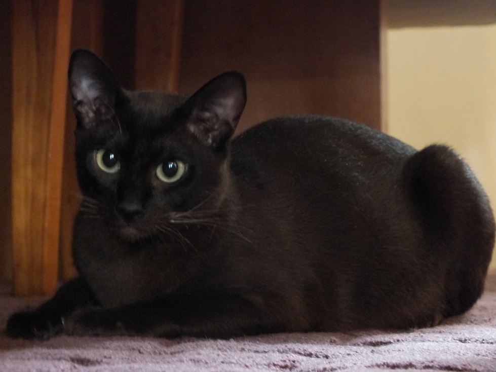 Black Tonkinese Cat Sitting