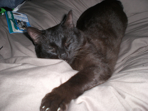 Black Tonkinese Cat Sleeping