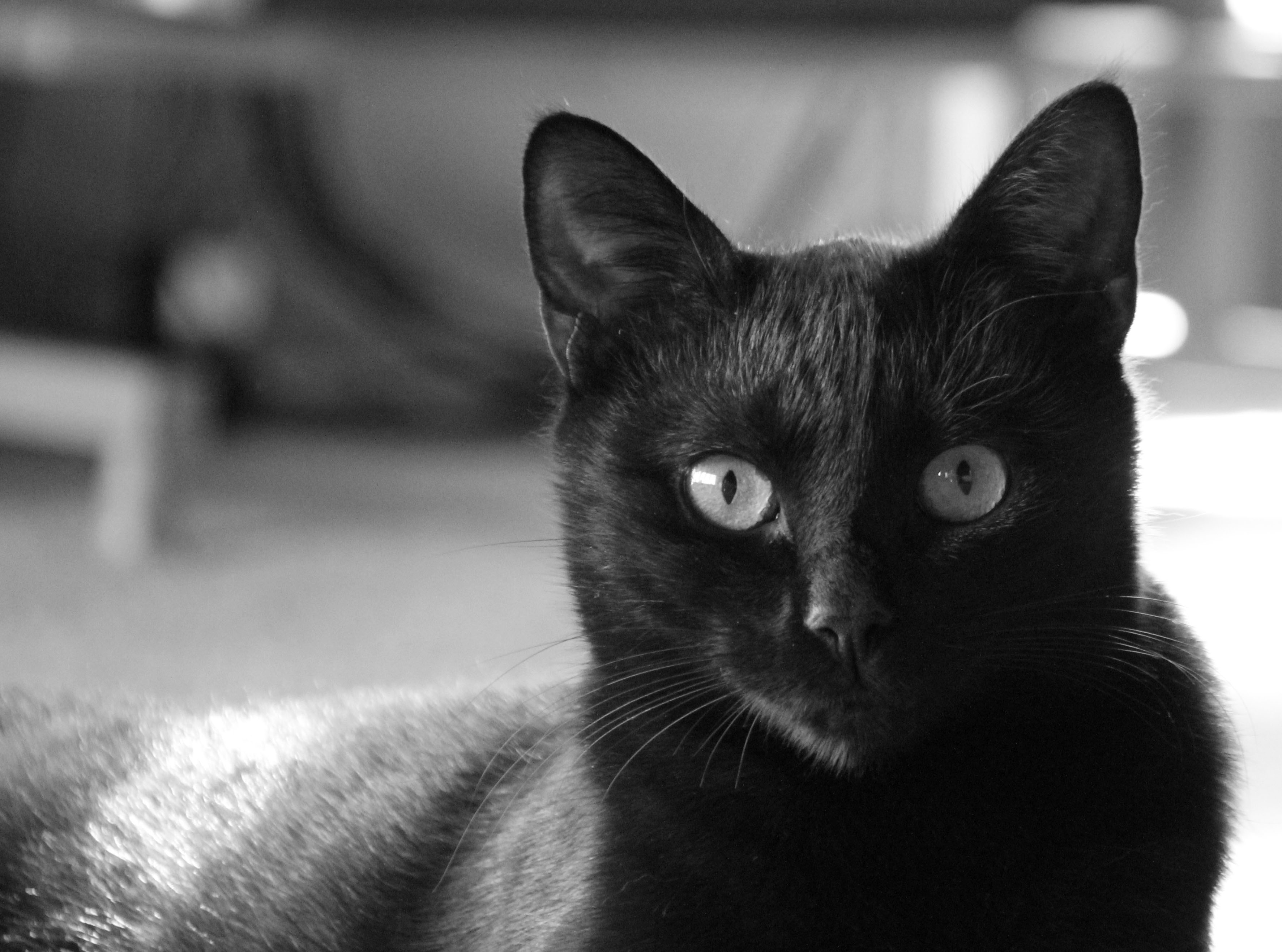 Black Tonkinese Cat Staring At Camera
