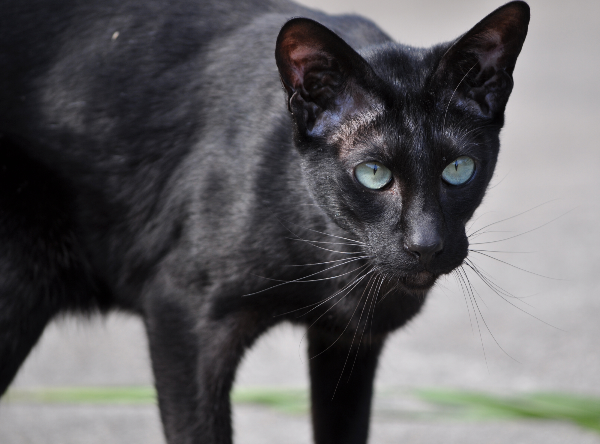 Black Tonkinese Cat With White Eyes