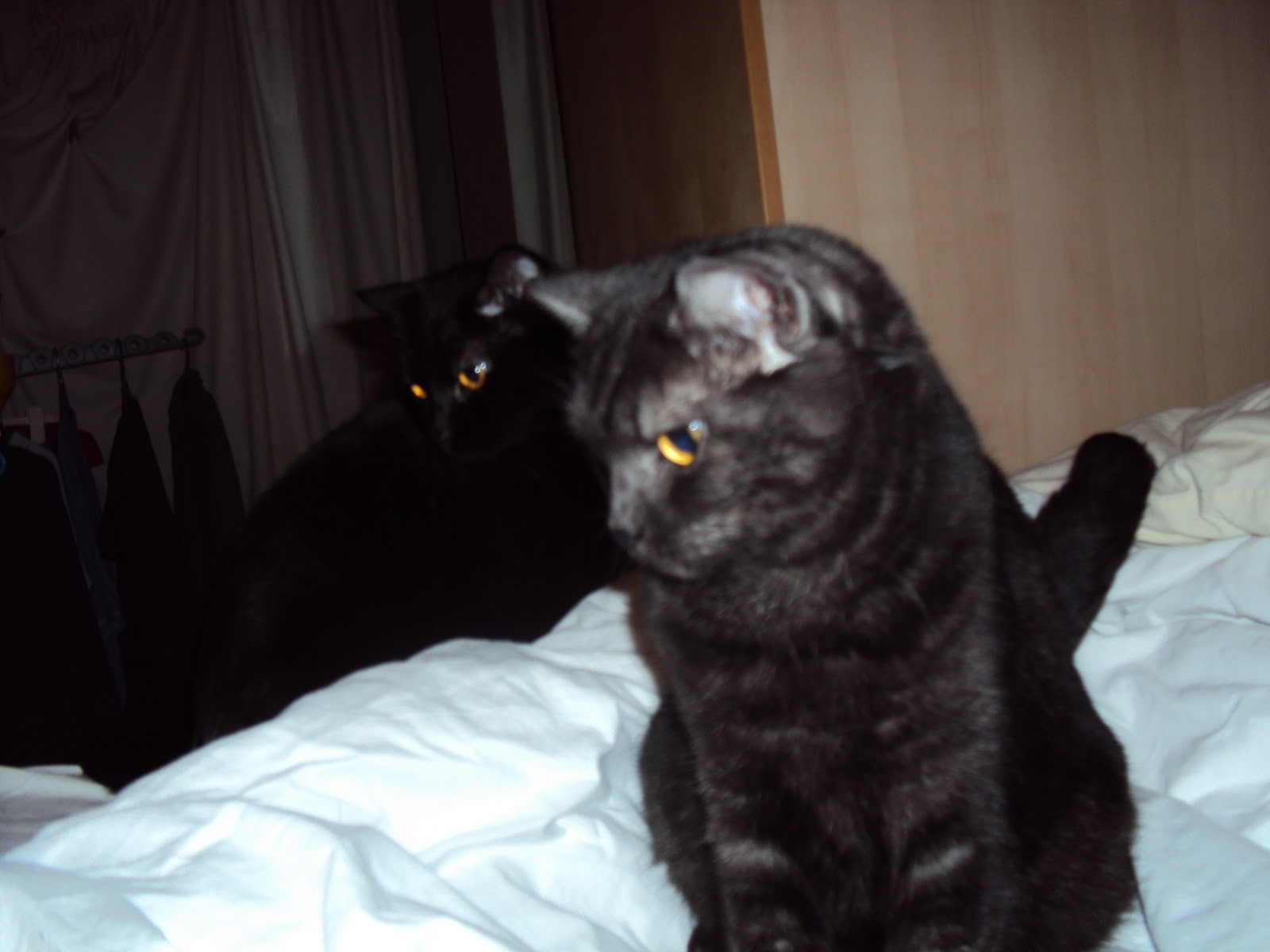 Black Tonkinese Cats