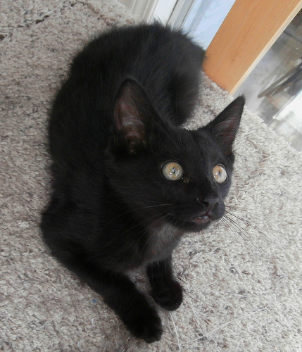 Black Tonkinese Kitten