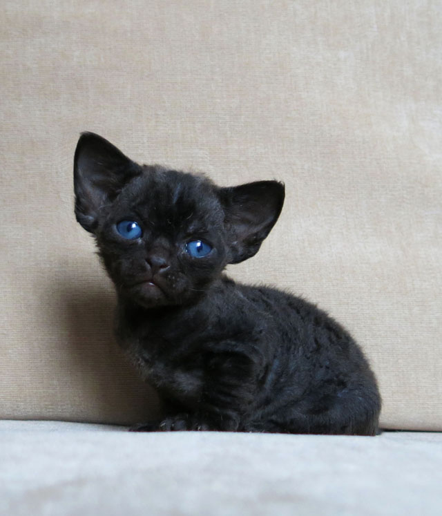 Blue Eyes Black Devon Rex Kitten