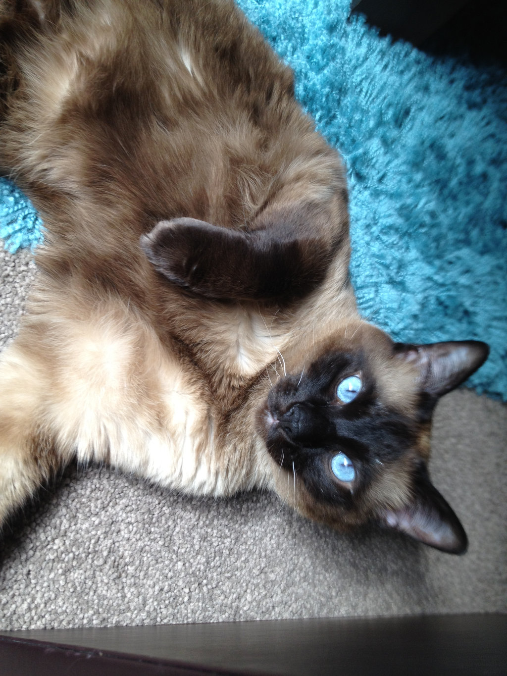 Blue Eyes Tonkinese Cat Image