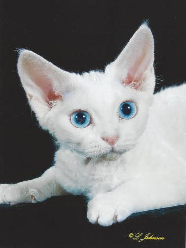 Blue Eyes White Devon Rex Cat