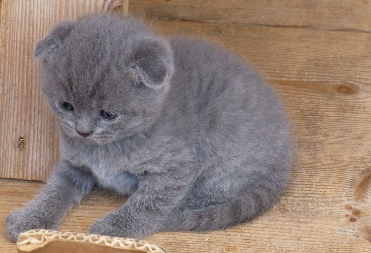 Blue Fluffy Scottish Fold Kitten