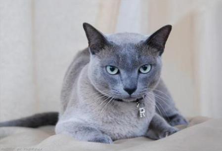 Blue Tonkinese Cat