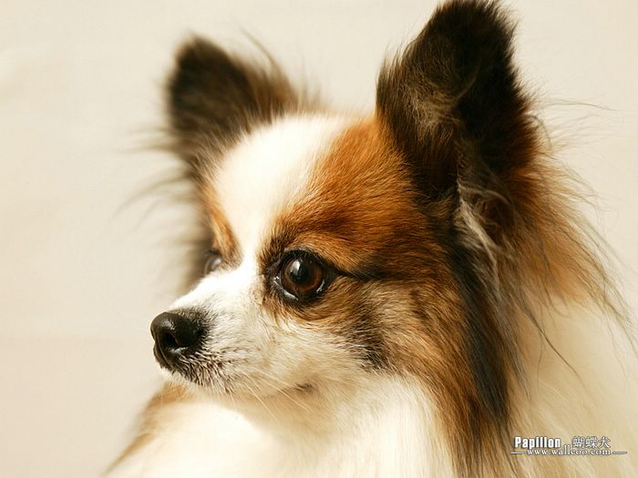 Brown And White Cute Papillon Face Picture