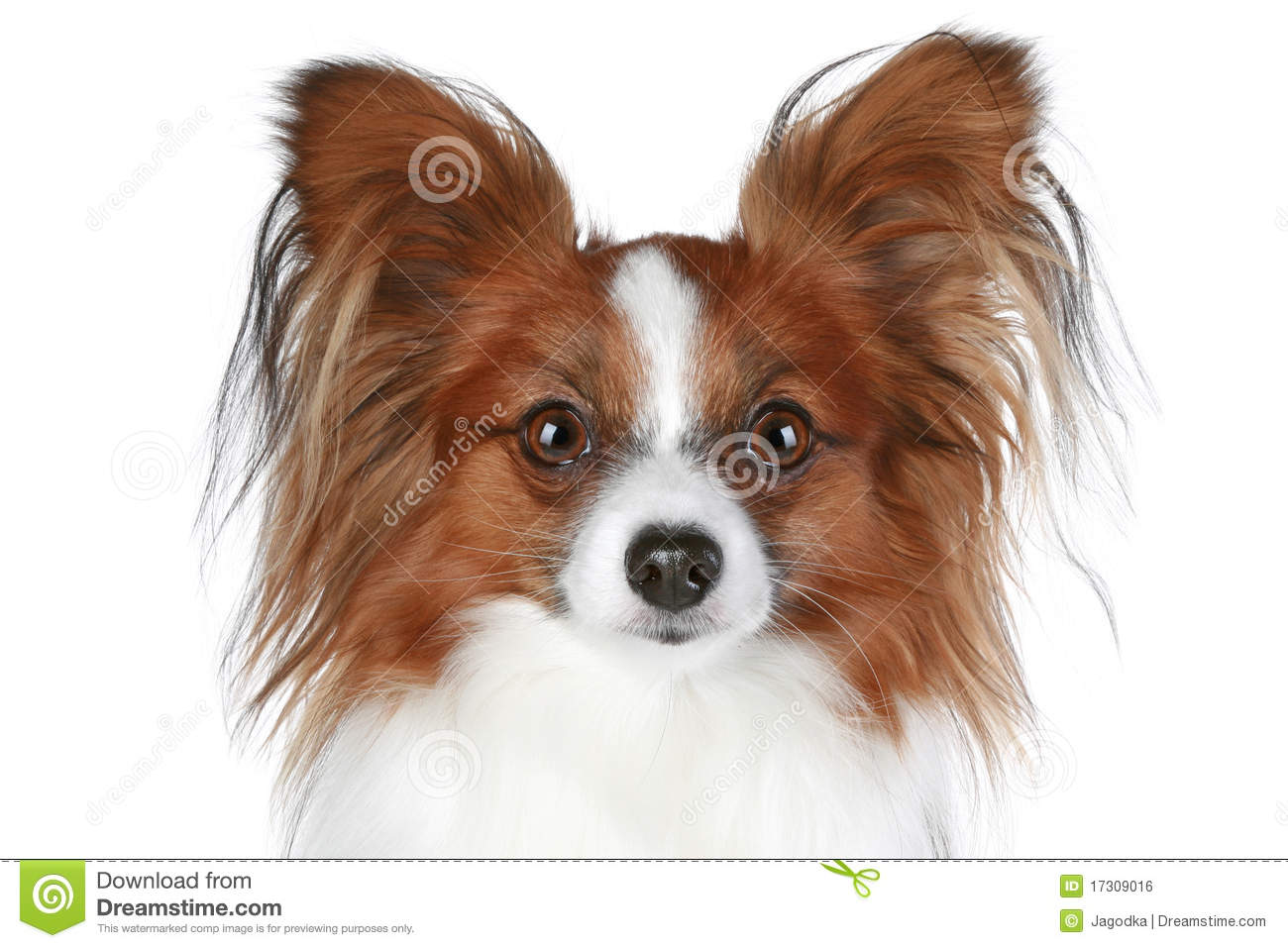 Brown And White Papillon Dog Closeup Picture