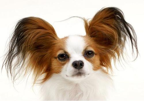 Brown And White Papillon Dog Face Image