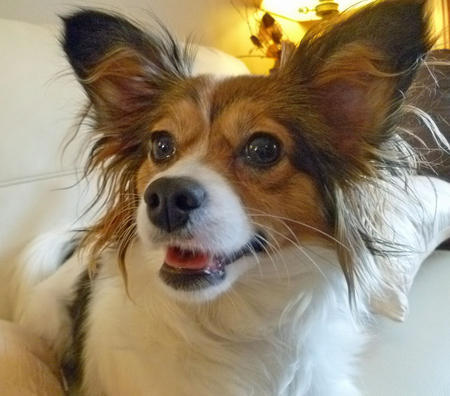 Brown And White Papillon Dog Face Picture