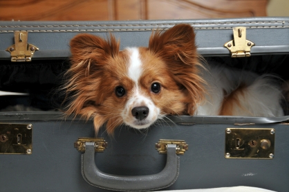 Brown And White Papillon Dog In Suitcase