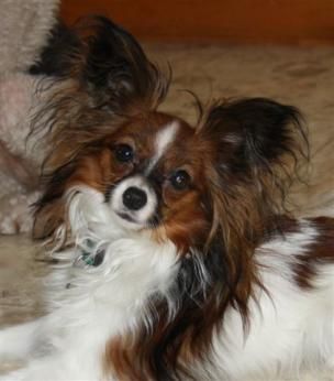 Brown And White Papillon Dog Laying With Head Up