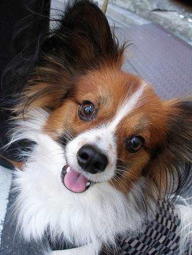 Brown And White Papillon Dog Looking At You