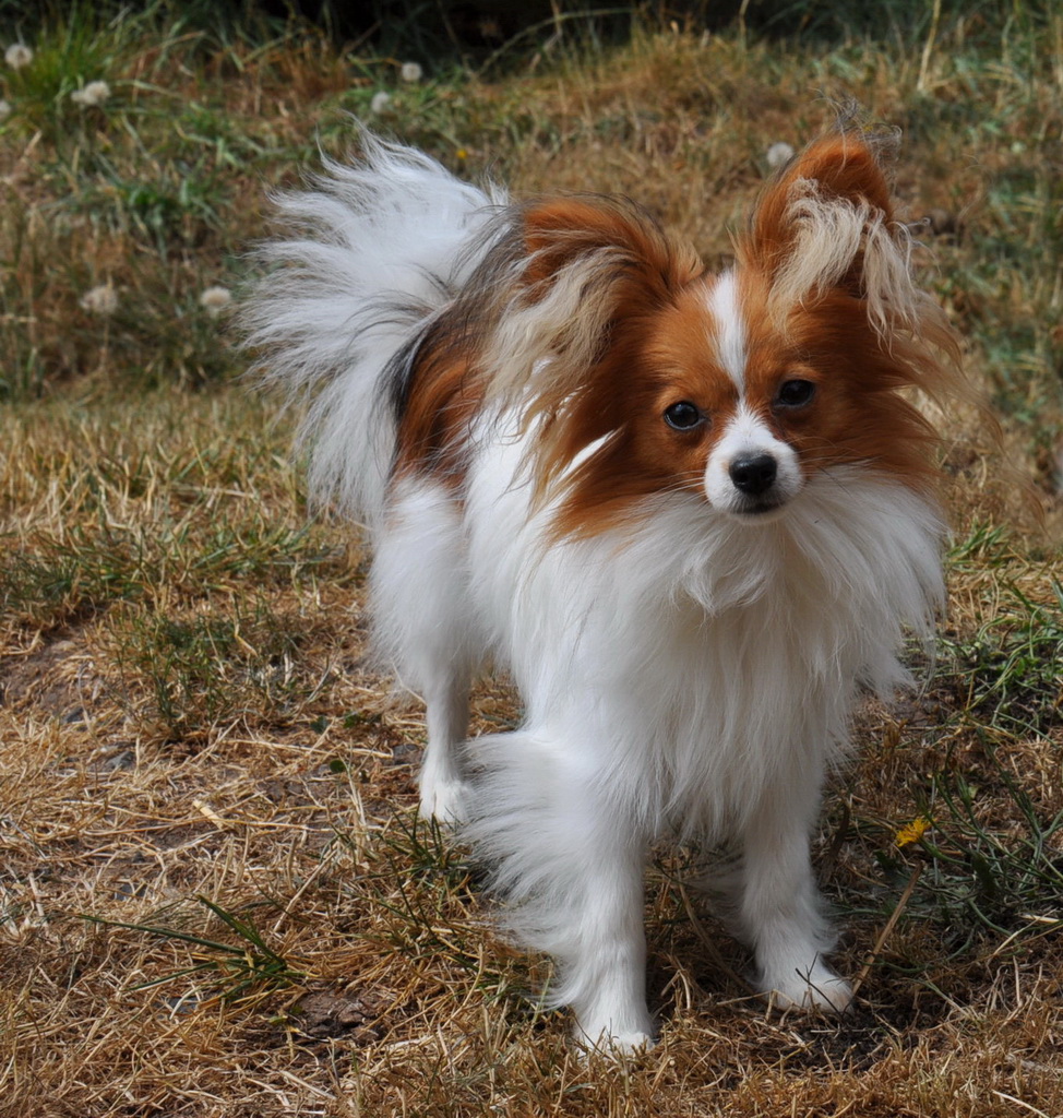 Brown And White Papillon Dog Looking Picture