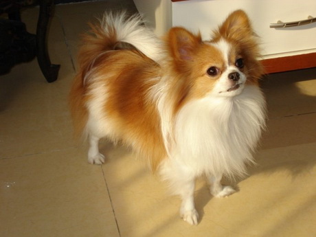 Brown And White Papillon Dog Looking Up Picture