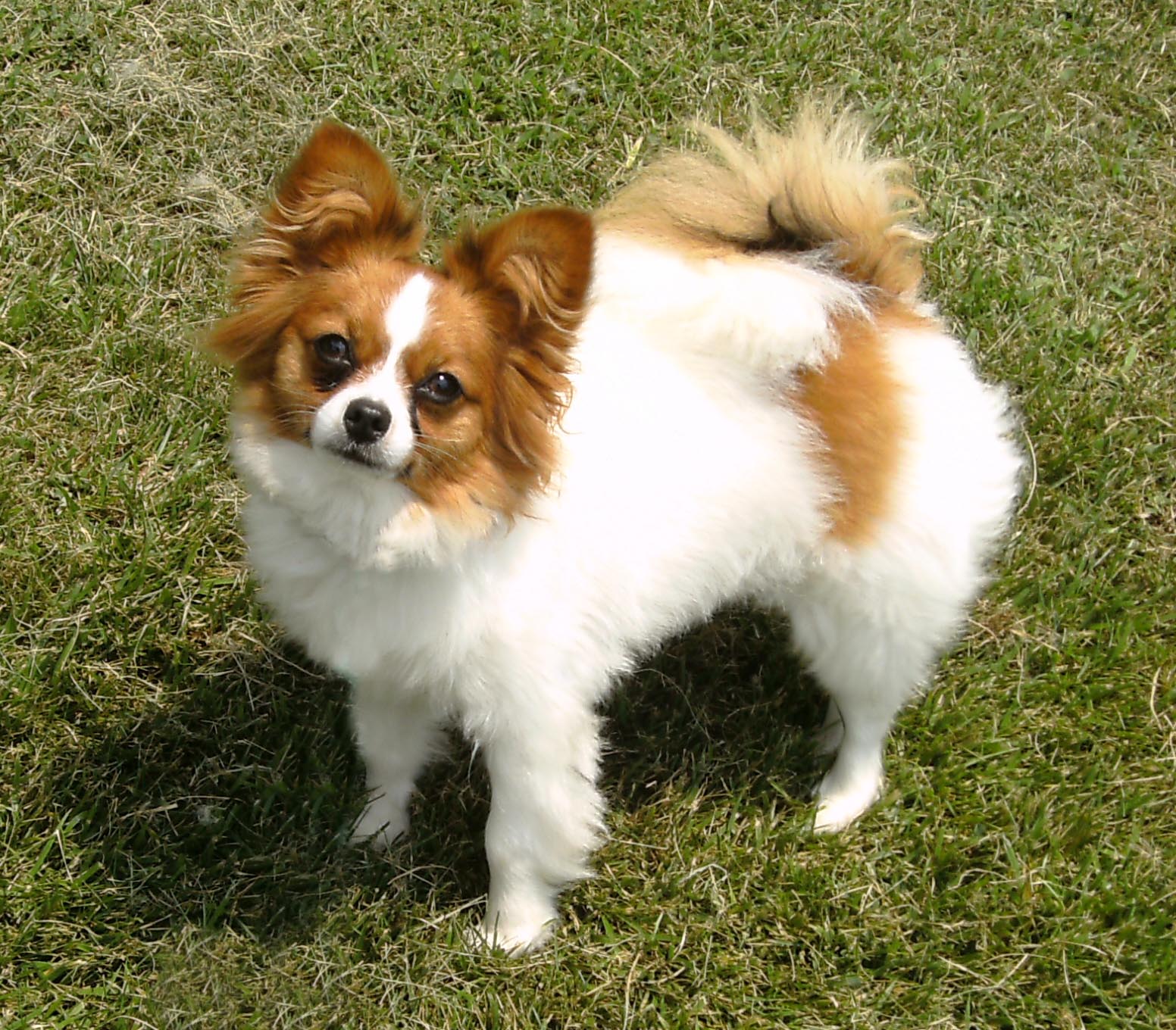 Brown And White Papillon Dog Looking Up