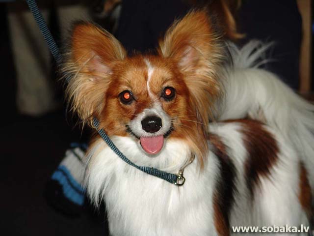 Brown And White Papillon Dog Photo