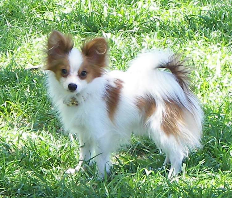 Brown And White Papillon Dog Picture
