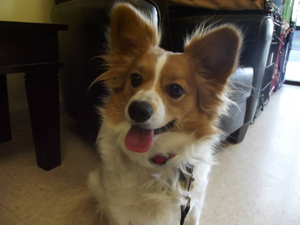 Brown And White Papillon Dog Sitting