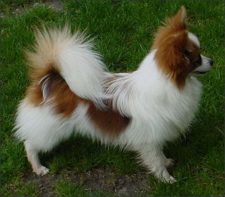 Brown And White Papillon Dog Standing In Lawn