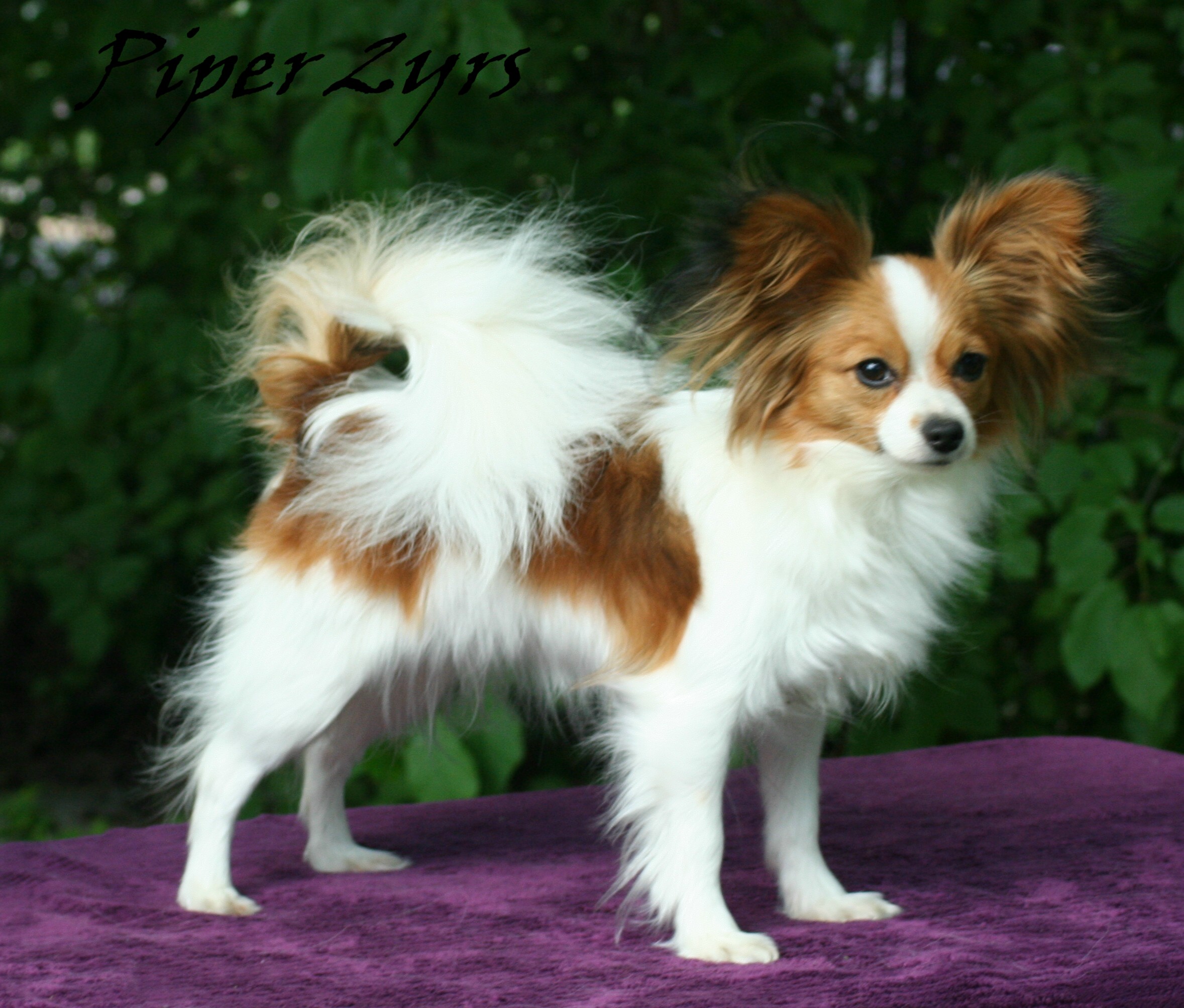 Brown And White Papillon Dog