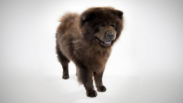 Brown Chow Chow Puppy Picture