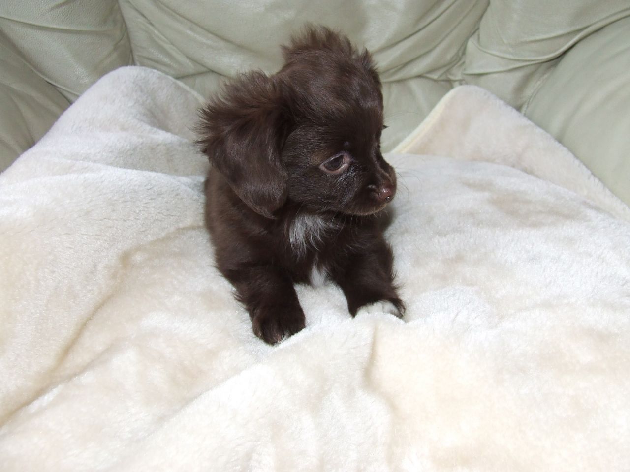 Brown Cute Papillon Puppy Picture