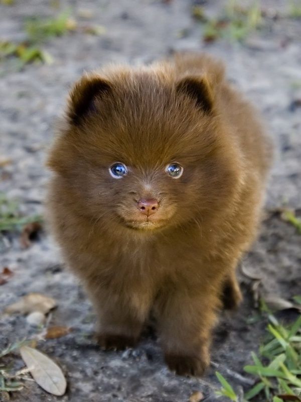 40+ Very Cute Pomeranian Puppy Pictures And Photos