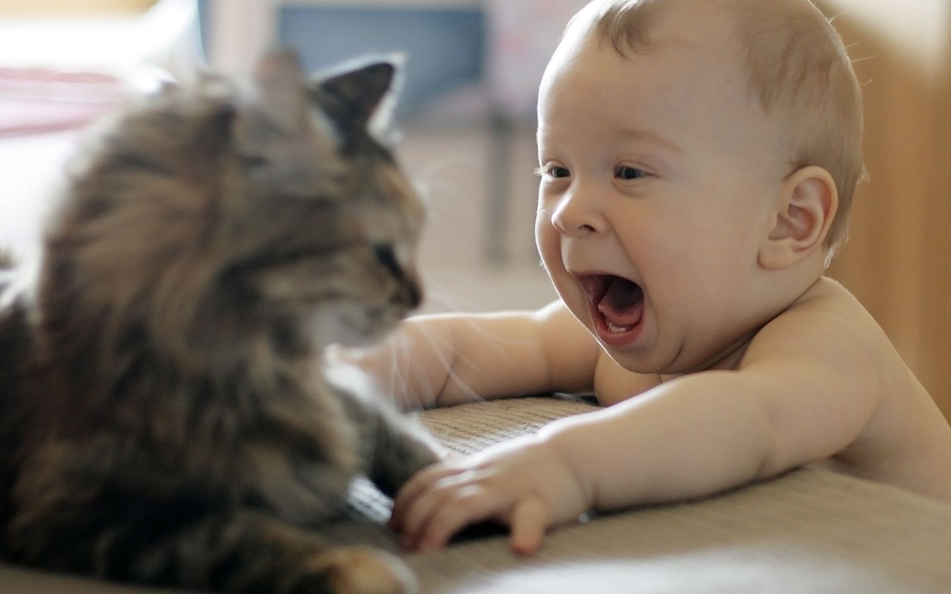 Child Angry With Cat Funny Image