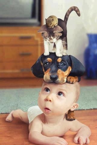 Child With Animals Hat Funny Picture