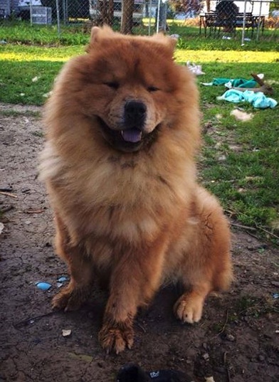 Chow Chow Dog Breed Picture
