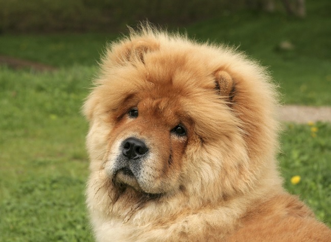 Chow Chow Dog Face Image