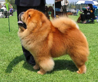 Chow Chow Dog In Dog Show
