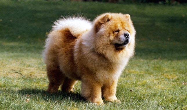 Chow Chow Dog In Lawn
