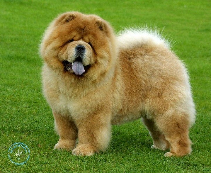 Chow Chow Dog Picture