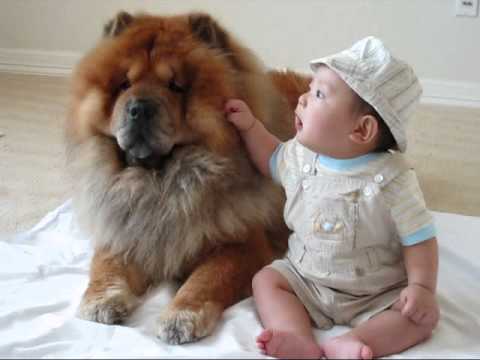 Chow Chow Dog With Baby