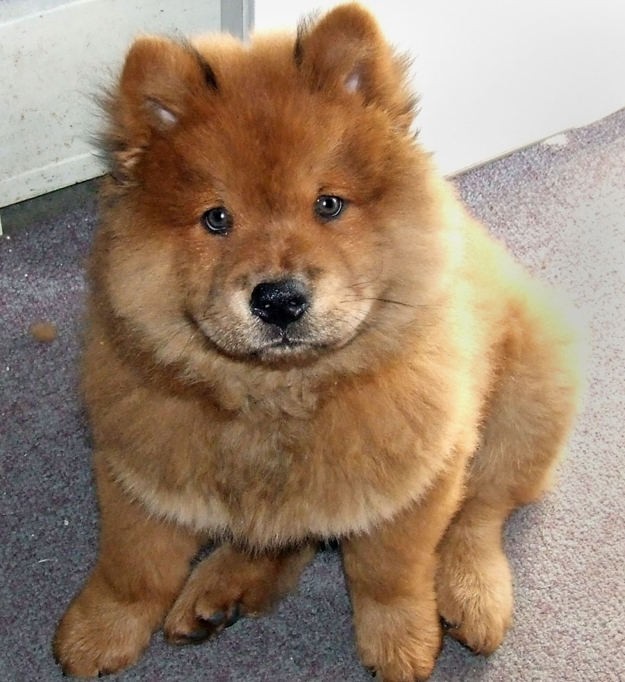 40+ Very Cute Chow Chow Puppies Pictures