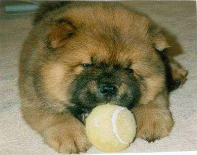 Chow Chow Puppy Playing With Ball