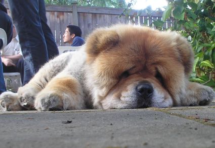 Chow Chow Puppy Sleeping Picture