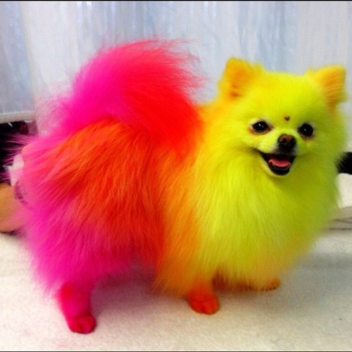 Colorful Pomeranian Dog Picture