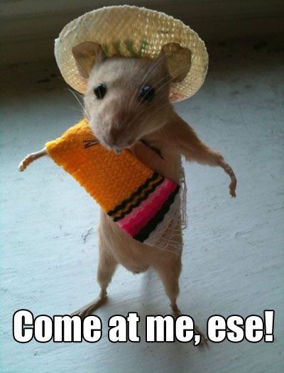 Come At Me Ese Funny Mexican Gangster Squirrel Image