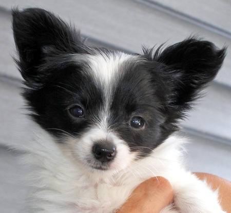 Cute Black And White Papillon Puppy