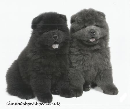 Cute Black Chow Chow Puppies
